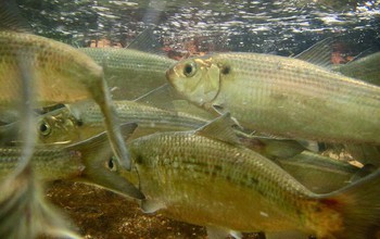 alewives WHOI_f.jpg